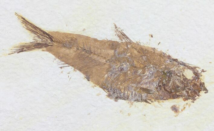 Knightia Fossil Fish - Wyoming #60476